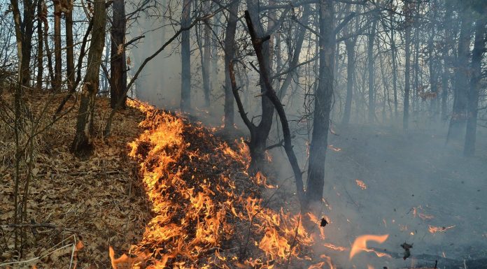 28 de incendii în pădurile din Gorj