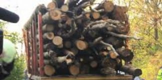 Lemne confiscate, șofer amendat la Stănești