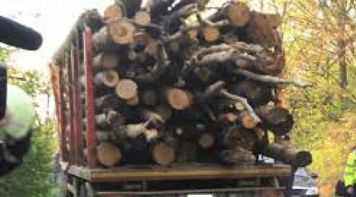 Lemne confiscate, șofer amendat la Stănești