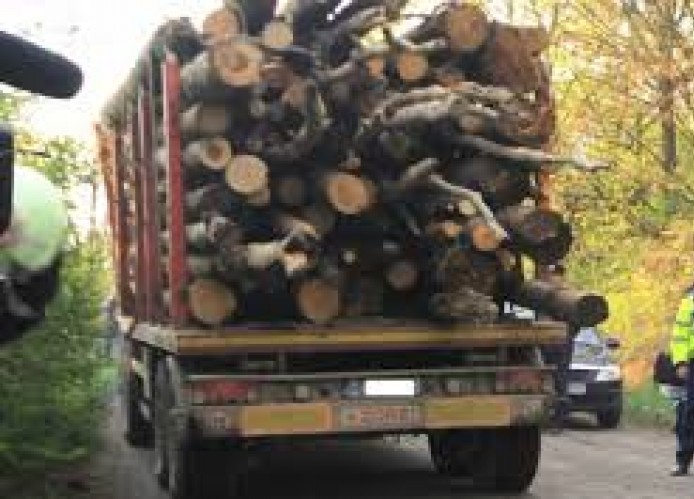 lemn confiscat