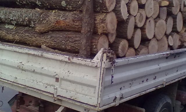 Prins băut, fără permis și cu lemne furate