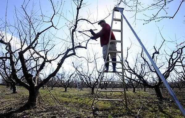 Tăierile tehnologice la vie