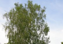 Mesteacăn (Betula pendula) – beneficii şi proprietăţi