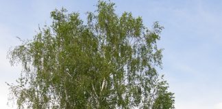 Mesteacăn (Betula pendula) – beneficii şi proprietăţi