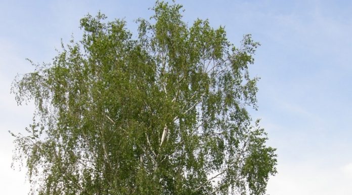 Mesteacăn (Betula pendula) – beneficii şi proprietăţi