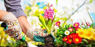 Olanda oferă zeci de joburi la plantat de flori