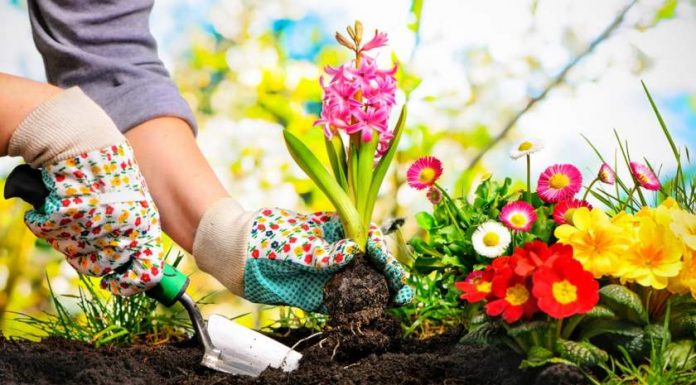 Olanda oferă zeci de joburi la plantat de flori