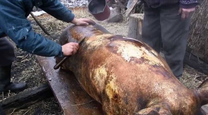 Recomandări ale DSVSA Gorj: Examenul trichineloscopic, obligatoriu după sacrificarea porcului