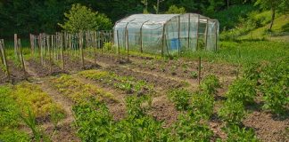 Agricultura pe înțelesul tuturor – Recolte multiple de legume, asocierea culturilor