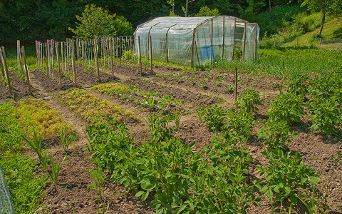 01-Gradina-de-legume-si-zarzavaturi-ECO-480x300