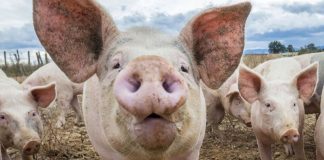 Focarele de pestă porcină din Gorj, însă nestinse! Despăgubirile depăşesc 330.000 de lei