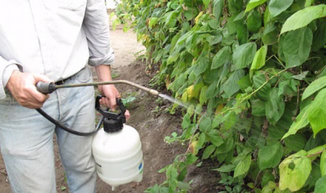 Să ne protejăm ecologic grădina, casa