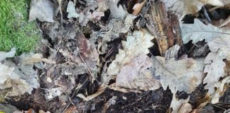 Proiectil din Primul Război Mondial, găsit într-o pădure din Gorj