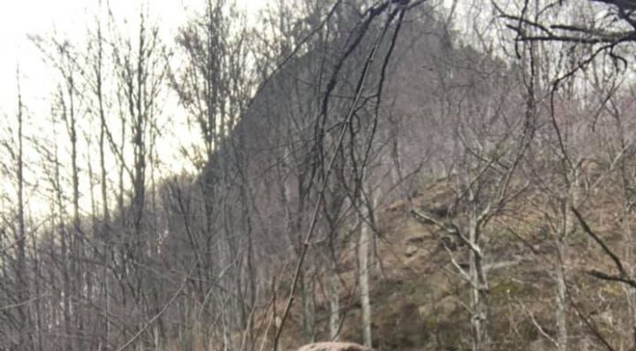 Încă o demisie în Pro România Gorj