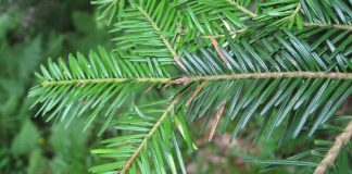 Bradul alb (Abies alba) – beneficii şi proprietăţi
