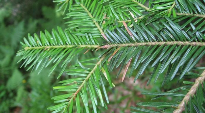 Bradul alb (Abies alba) – beneficii şi proprietăţi