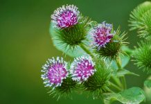 Brusture (Arctium lappa) – beneficii şi proprietăţi