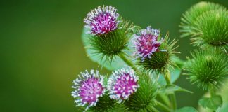 Brusture (Arctium lappa) – beneficii şi proprietăţi
