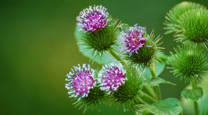 Brusture (Arctium lappa) – beneficii şi proprietăţi