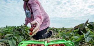 Spania pune la bătaie 900 de locuri de muncă la cules căpşune