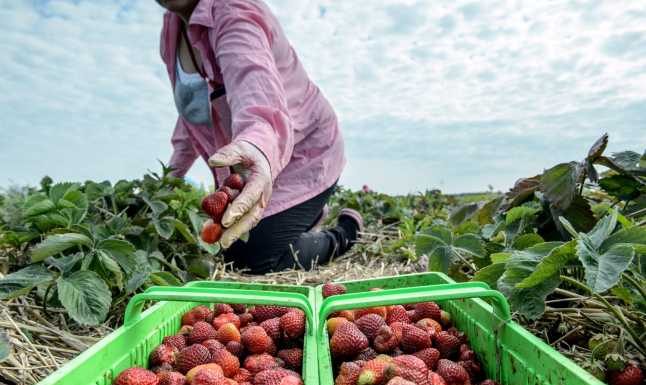 Spania pune la bătaie 900 de locuri de muncă la cules căpşune