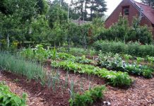 Agricultura pe înțelesul tuturor – Să ne protejăm ecologic grădina, casa