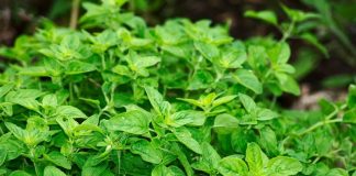 Oregano (Origanum vulgare) – beneficii şi proprietăţi