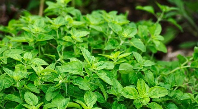 Oregano (Origanum vulgare) – beneficii şi proprietăţi
