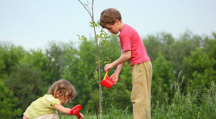 Plantează o pădure cu școala ta! Proiect pentru elevii din Gorj