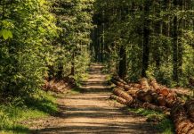 Se pregăteşte a treia sesiune de finanţare prin schema „Servicii de silvomediu, servicii climatice și conservarea pădurilor”