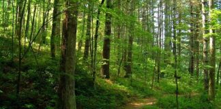 Sesiunea de depunere a cererilor de sprijin pentru crearea de suprafeţe împădurite, prelungită