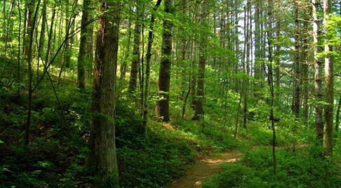 Ministerul Mediului a lansat apelul de proiecte pentru plantarea de mini-păduri în oraşele României