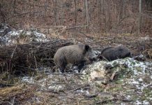Despăgubiri incerte după confirmarea pestei porcine din fondul de vânătoare al lui Iordache
