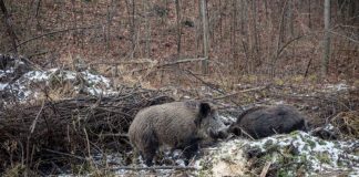 Despăgubiri incerte după confirmarea pestei porcine din fondul de vânătoare al lui Iordache