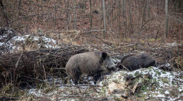 Despăgubiri incerte după confirmarea pestei porcine din fondul de vânătoare al lui Iordache