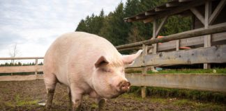 Proprietarii de porcine, așteptați la APIA Gorj