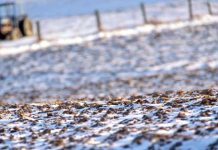 Iarnă deosebită – grijă deosebită pentru lucrări agricole în repausul vegetativ