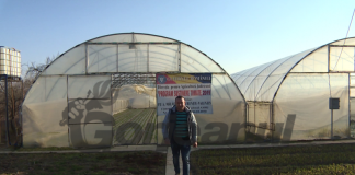 Interes crescut pentru subvențiile acordate culturilor de tomate