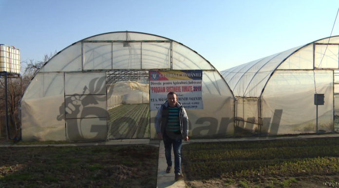 Interes crescut pentru subvențiile acordate culturilor de tomate