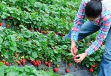 Olanda recrutează culegători de căpşune