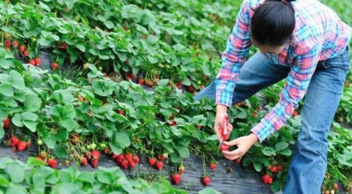 Olanda recrutează culegători de căpşune