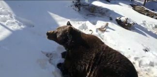 Ursul Baloo a împlinit 20 de ani!