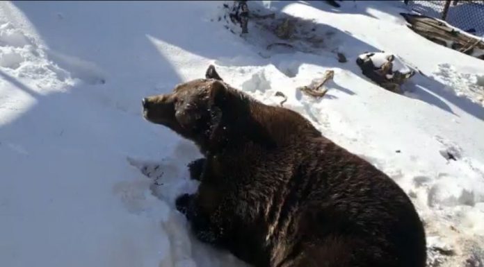 Ursul Baloo a împlinit 20 de ani!