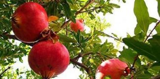 Rodie (Punica Granatum) – beneficii și proprietăți