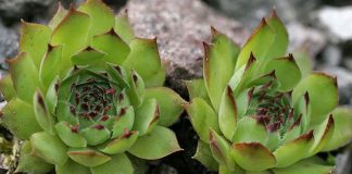Urechelniţa (Sempervivum tectorium) – beneficii şi proprietăţi