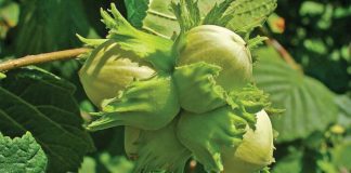 Alunul (Corylus Avellana) – beneficii şi proprietăţi