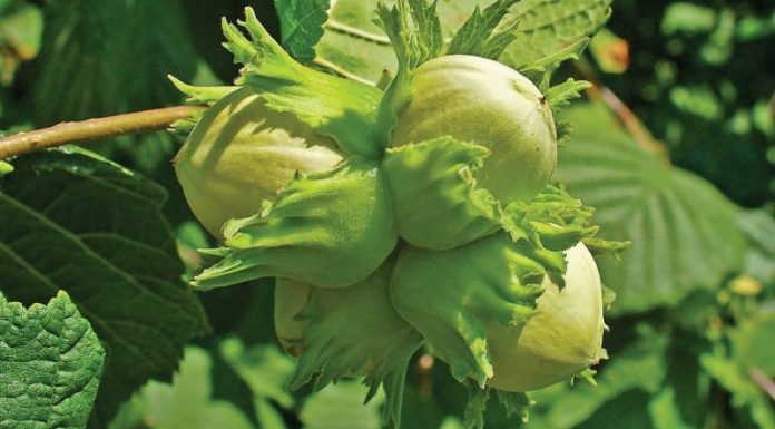 Alunul (Corylus Avellana) – beneficii şi proprietăţi