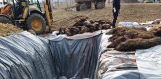 Fără despăgubiri pentru mistreții lui Iordache!