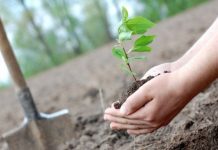 Cea mai mare campanie de împădurire din ultimii 10 ani