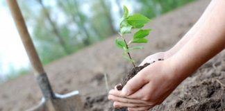 Cea mai mare campanie de împădurire din ultimii 10 ani